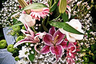 Fotografo Alessandria